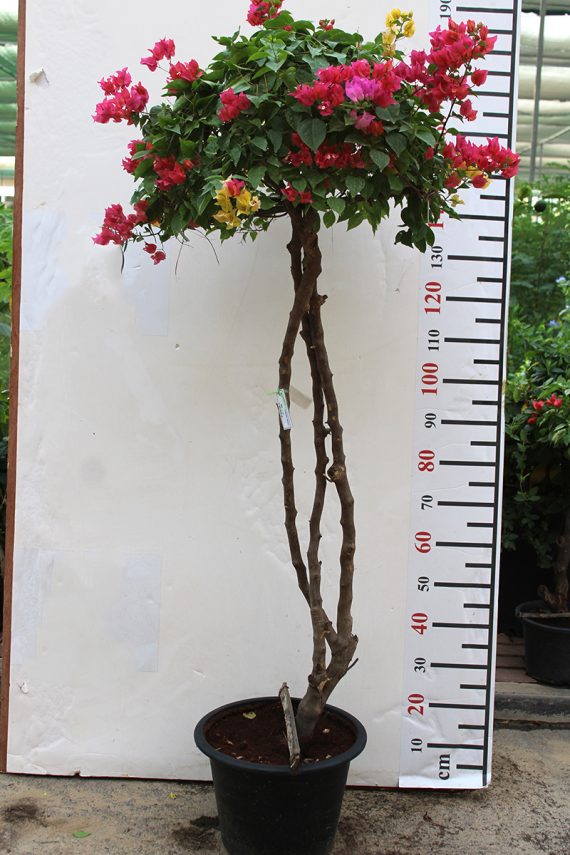 Bougainvillea Umbrella Shape 1.5cm Ht, 50cm Dia