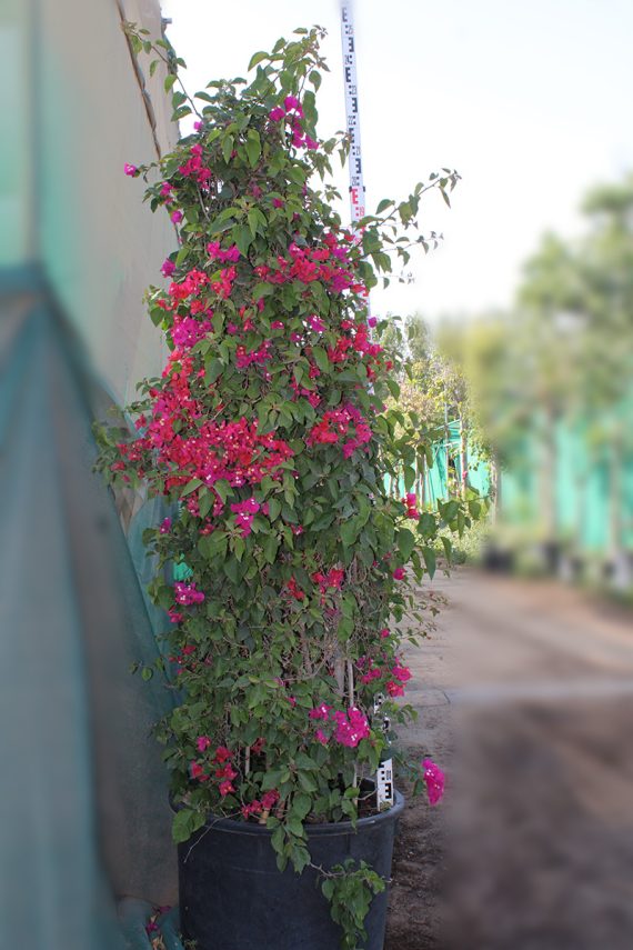 Bougainvillea Cone Shape 2m