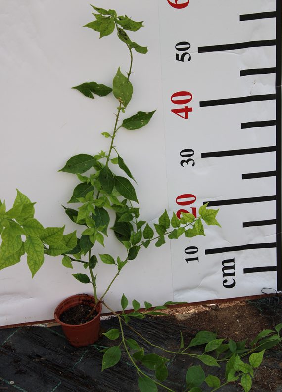 Bougainvillea'Singapore Pink' 15-20cm