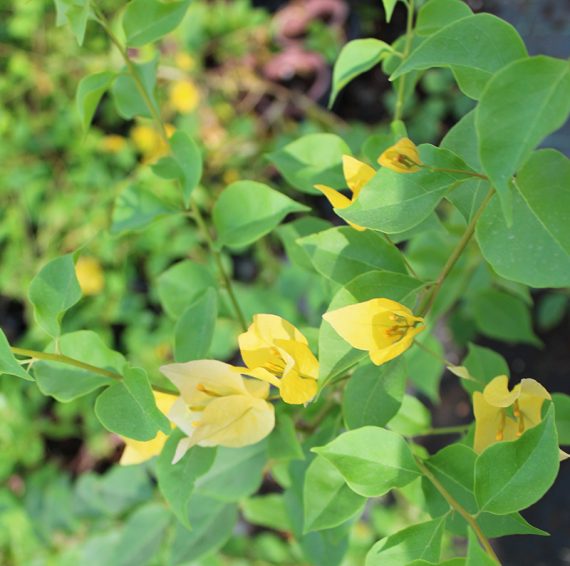 Bougainvillea "yellow" 20-30cm - Image 3