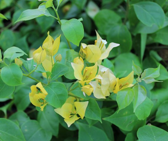 Bougainvillea "yellow" 20-30cm - Image 2