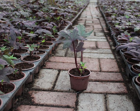 Ipomoea batata 10-15cm