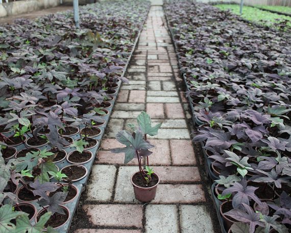 Ipomoea batata 10-15cm - Image 2