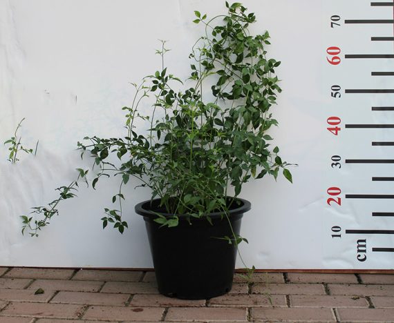 Jasminum grandiflorum 80-90cm