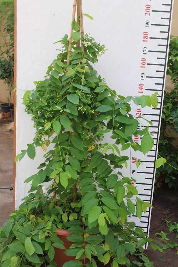 Quisqualis indica 1.8m