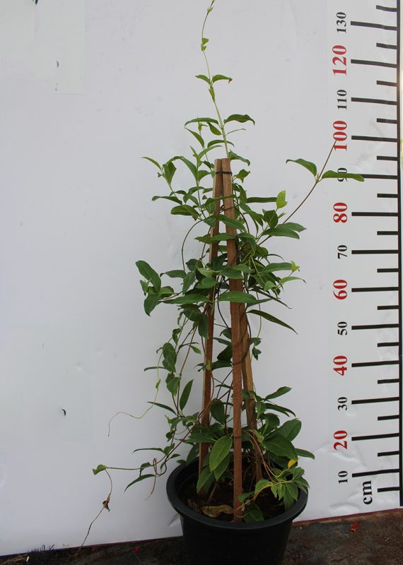 Tristellateia australasiae 60-80cm