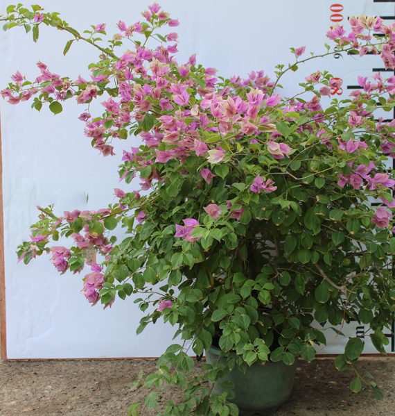 Bougainvillea "1Head" China 60-70cm