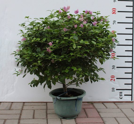 Bougainvillea "1Head" China 60-70cm - Image 2