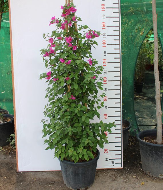 Bougainvillea Cone Shape 1.5-1.8m