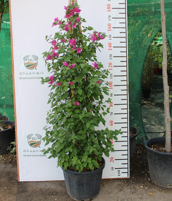 Bougainvillea Cone Shape 1.5-1.8m - Image 3