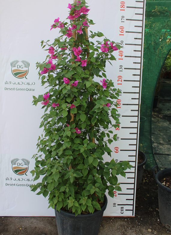 Bougainvillea Cone Shape 1.5-1.8m - Image 2