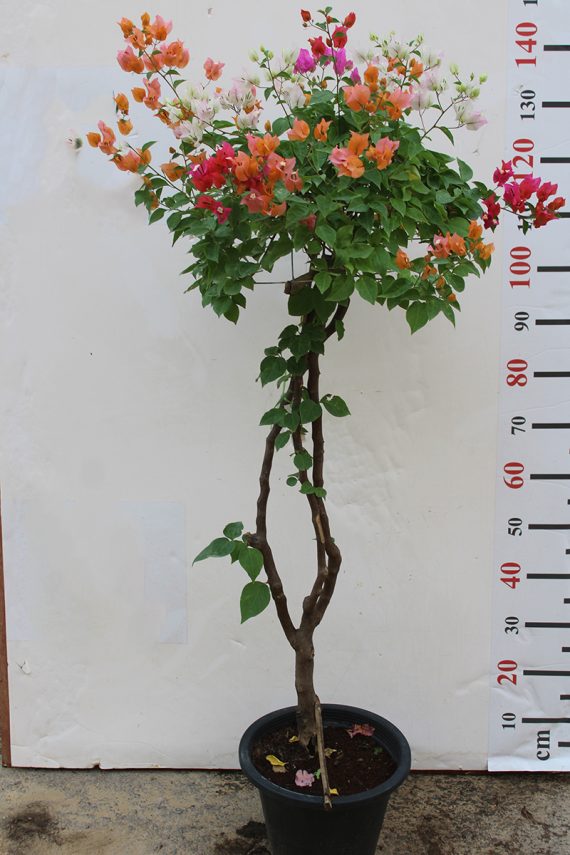 Bougainvillea Umbrella Shape 100cm Ht, 30cm Dia