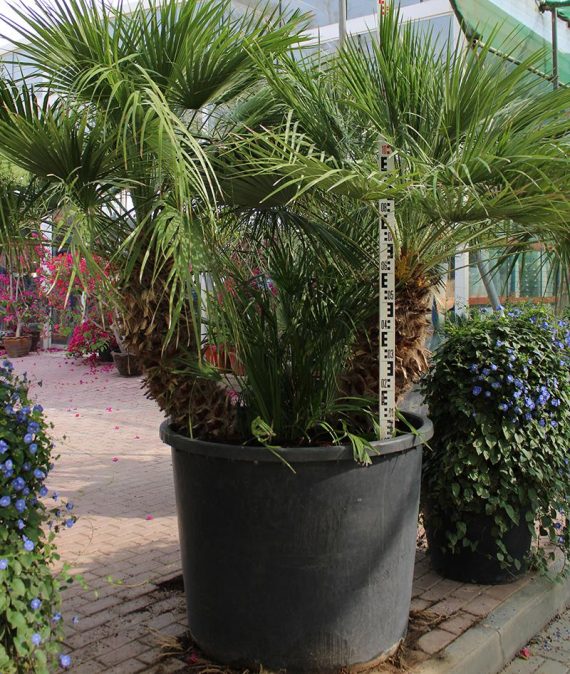 Chamaerops humilis