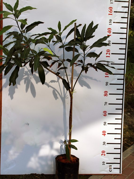 Mangifera Indica (Totapuri) (1.8-2.0m Ht)