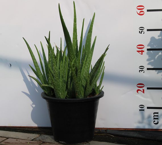 Aloe vera 20-30cm