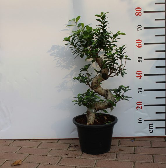 Ficus Bonsai "S" Shape 50-60cm