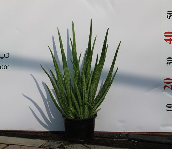 Aloe vera 15-20cm