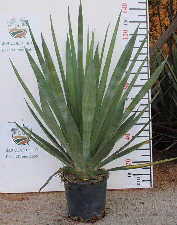 Agave sisalana