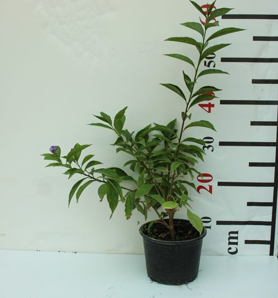 Brunfelsia latifolia 30-40cm