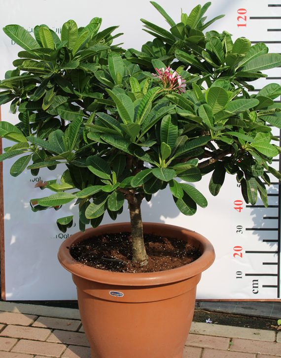 Plumeria Singapore Dwarf Pink ( 1.0 - 1.2m Height & Bushy ) - Image 3