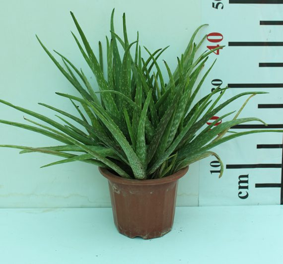 Aloe vera 20-30cm