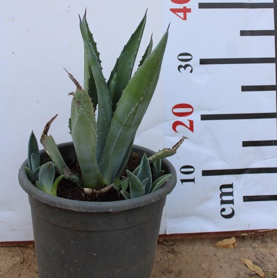 Agave americana marginata - Image 2