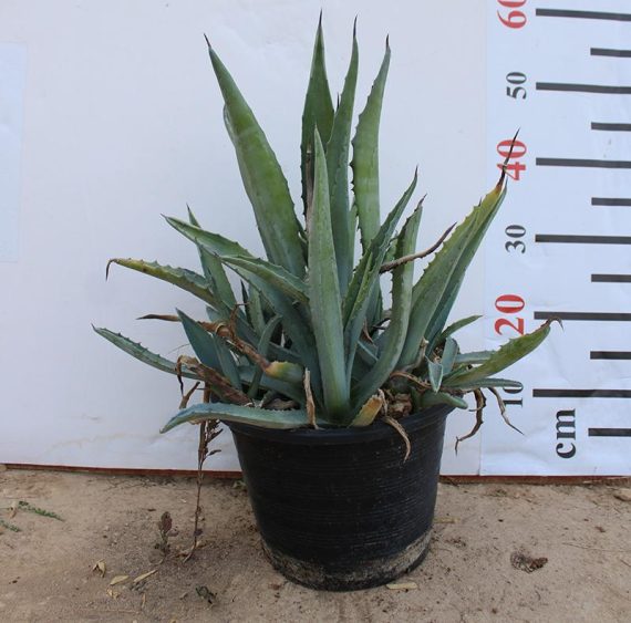 Agave americana marginata