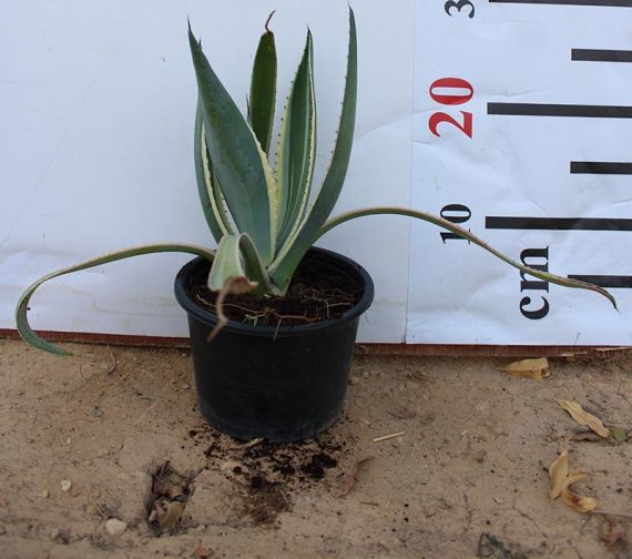 Agave 'varigata'