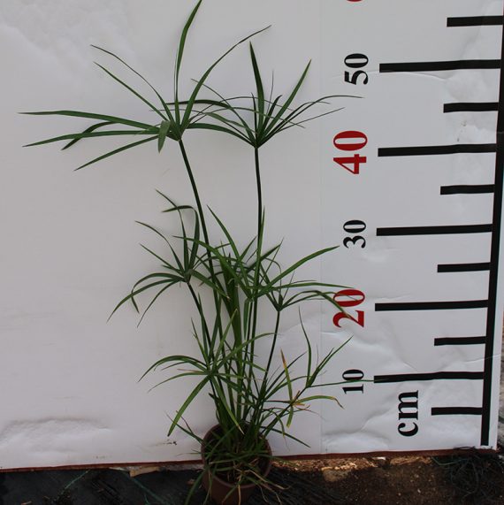 Cyperus alternifolius 15-20cm - Image 2