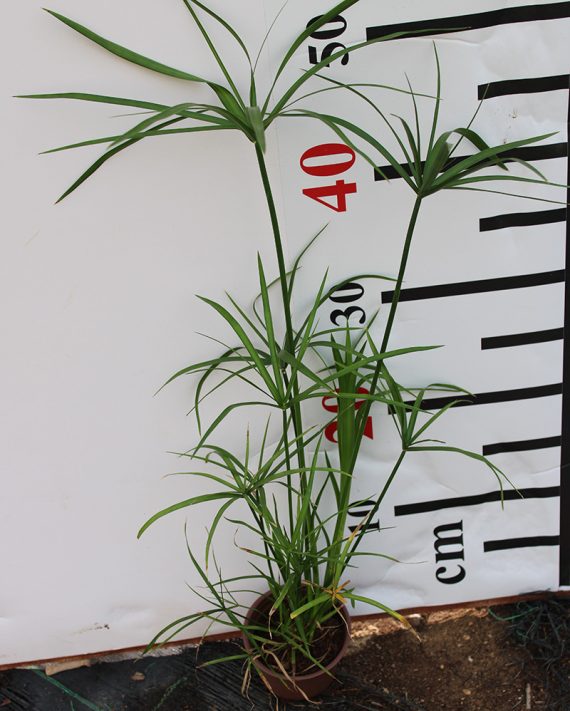 Cyperus alternifolius 15-20cm