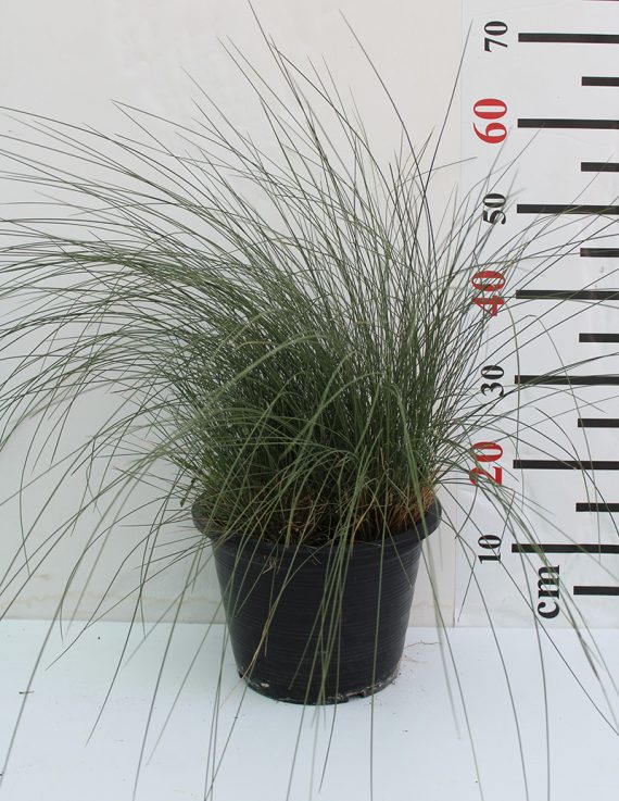 Muhlenbergia Cappilaris 60-70cm