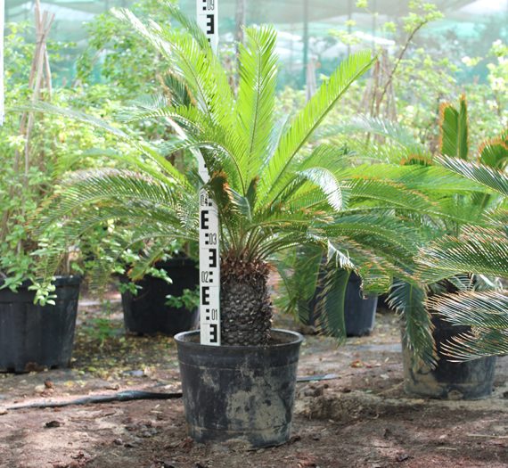 Cycas revoluta 30-40cm - Image 2