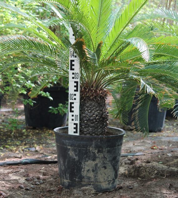 Cycas revoluta 30-40cm