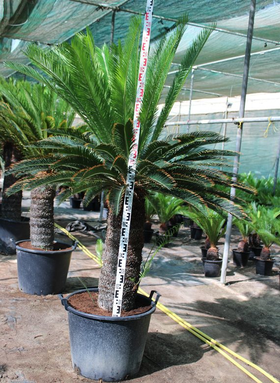 Cycas revoluta 90-100cm - Image 3