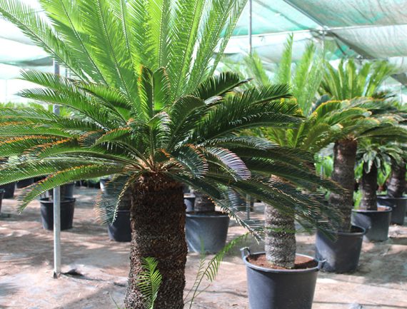 Cycas revoluta 90-100cm - Image 2