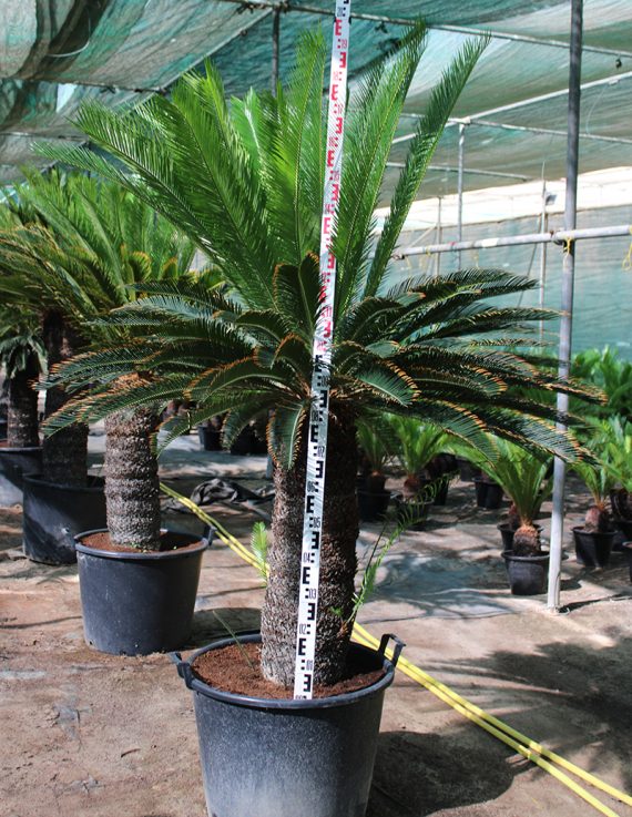 Cycas revoluta 90-100cm