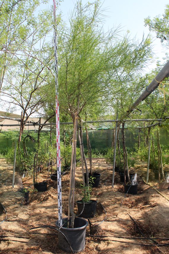 Parkinsonia Aculeata 3.0-3.5m Ht, 2m CT, 2-3cm Dia - Image 2