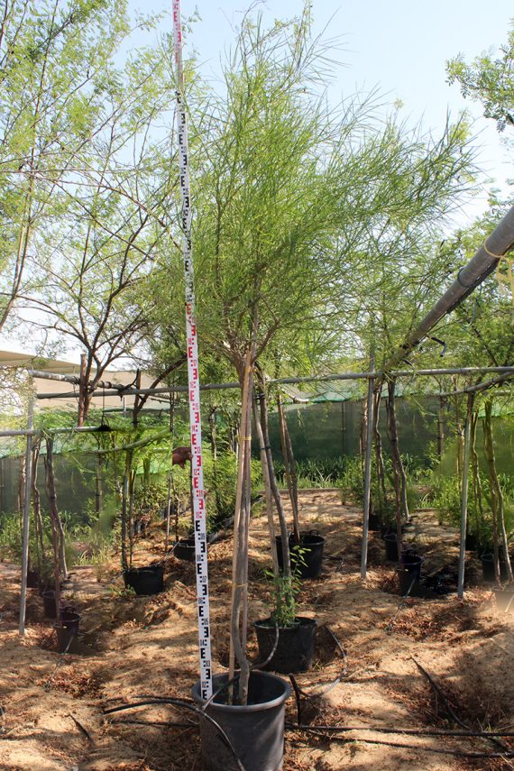 Parkinsonia Aculeata 3.0-3.5m Ht, 2m CT, 2-3cm Dia