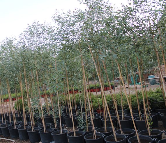 Eucalyptus 'Rostrata' (2.5-3.0 m O.A Ht,20-25mm,dia)