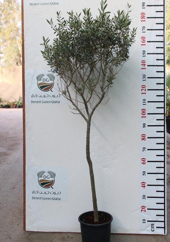 Olea europaea