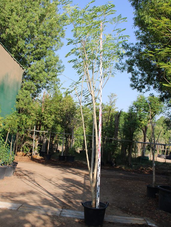 Albizia lebbeck 3" 3.5-4m, 6-7cm dia