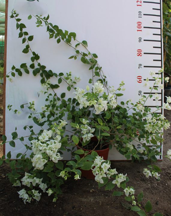 Bougainvillea glabra 'White' 40-50cm - Image 3