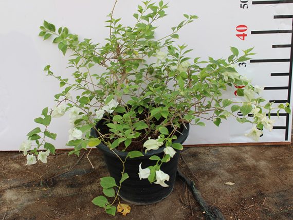 Bougainvillea glabra 'White' 40-50cm