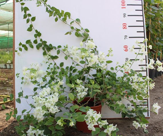 Bougainvillea glabra 'White' 40-50cm - Image 2