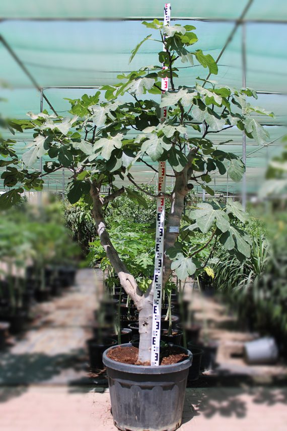 Ficus Carica " Turkey " ( 35-45cm Girth, 200 Ltr Pot )