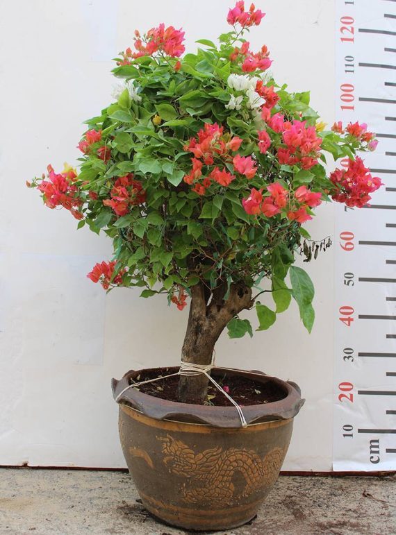 Bougainvillea Ball Shape  50cm Dia - Image 2