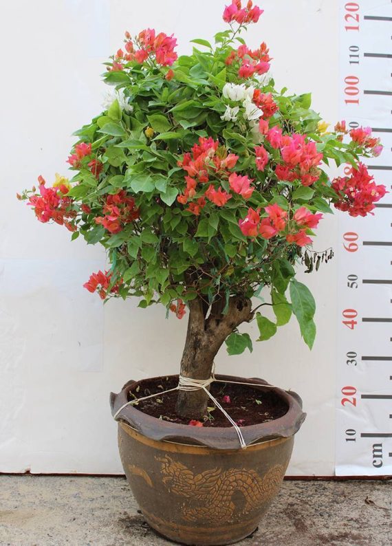 Bougainvillea Ball Shape  50cm Dia