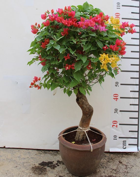 Bougainvillea Ball Shape  40cm Dia - Image 2