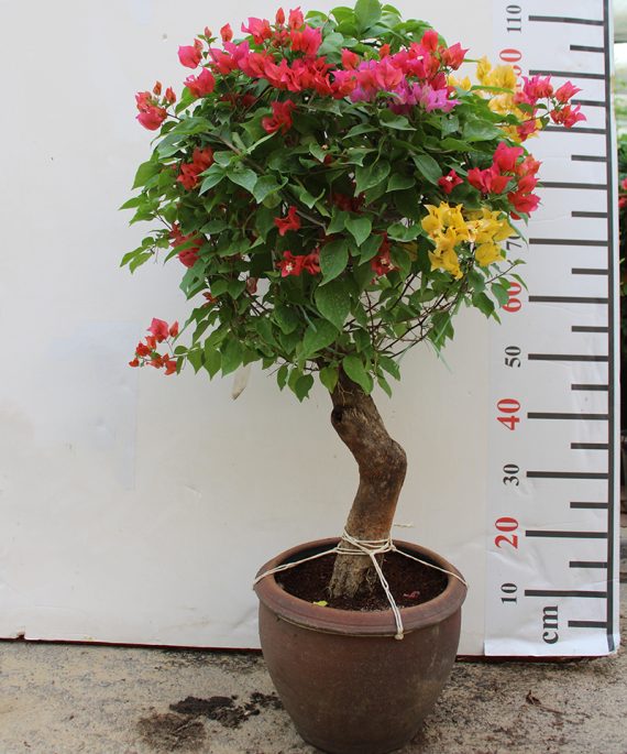 Bougainvillea Ball Shape  40cm Dia