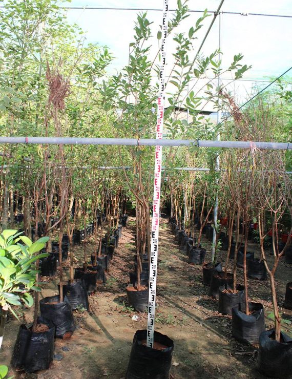 Psidium "Guava" India ( 2.0 - 2.5m Ht, 1.5" Dia )